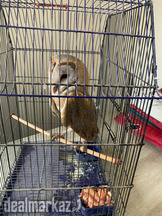 Barn Owl friendly and attractive