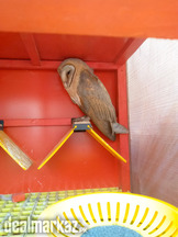 Barn Owl 1 year completed