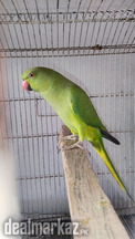 Green Ringneck Female