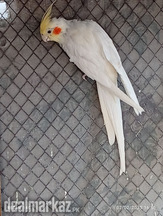 Some Breeder Cocktail Birds & a Small Cage Available