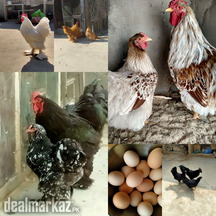 AYAM CEMANI/BRAHMA /WYANDOTTE/HEAVY COCHIN FERTILE EGGS