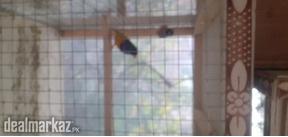Gouldian breeder pair