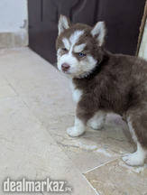 Siberian Husky Puppies