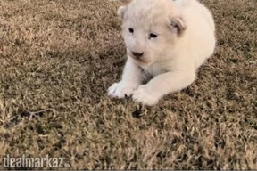 White lion cub (available)