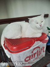 Japanese white breed male cat for sale