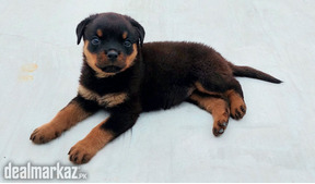 FEMALE ROTTWEILER 2 MONTH OLD PUPPY