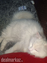 White Persian cat male