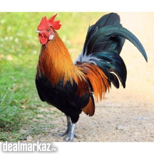 Pure Aseel Murgha Available For Sale (Hen)
