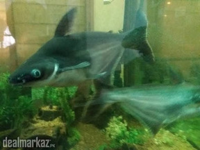 Blue line shark fish