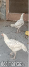 ASEAL HERA CAST HENS