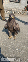 Golden Eagle for sale