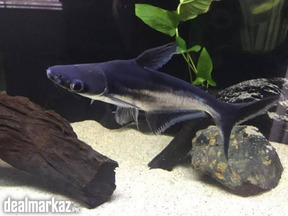 Blue line shark