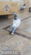 High flyer pigeon kabli kabootar parwazi kabutar