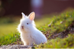 New Zealand White original breed , bunny