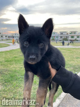 German Shepherd Puppy