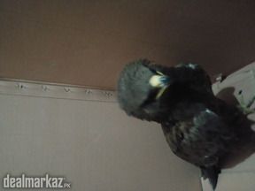 Or is the eagle a little bit of a worker?