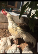 Aseel Heera quality murga, patha and fertile eggs