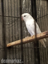 Black Eye Albino Paper Whirs