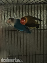 Green Fisher and Blue fisher Lovebird bounded Pair