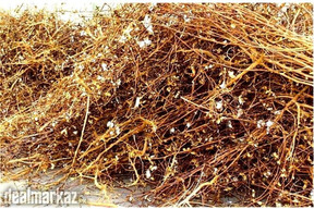 Cotton stalks Now Available on Zarea Limited