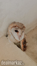 Owl for sale barn owl 7months old