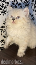 Persian triple coated kitten