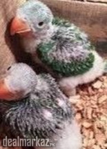 Raw Chicks Toba Tek Singh