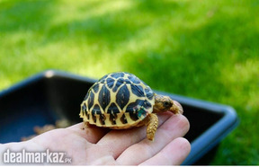 Star baby tortoise