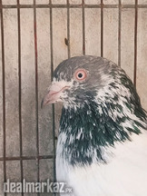 High flyer pigeon parwazi kabootar