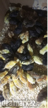 Golden Misri Chicks