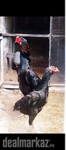 O Shamo German pair