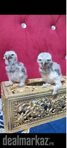 Pokit owl baby available