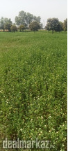 Agriculture Lands