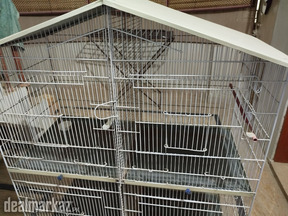 cage birds for sale