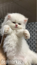 Persian kitten triple coated
