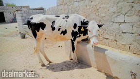 American cows | pregnant Cow | گائے | Australian Cow | Frisian