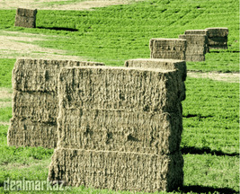 Rhodes Grass Now Available at Zarea Limited