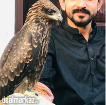 Golden Eagle (Baaz)