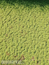 Azolla culture seeds available