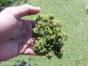 Azolla and Duckweed Culture Available