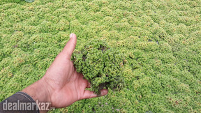 Azolla Fresh Culture
