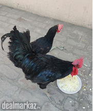 Astrolop hen murgha murgi