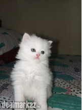 Persian kittens for sale