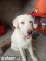 AMERICAN LABRADOR WITH HEALTHY 7 MONTH AGE