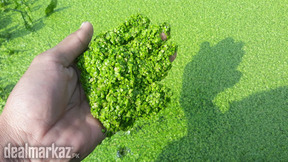 Lemna minor ( Spirodela polyrhiza ) Water lentils / Bayroot Plants ☘️