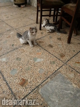 2 male kittens for sale