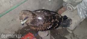 Golden eagle for sale