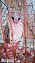 Barn owl for sale