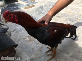 Aseel Mianwali Murga Male