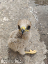 Goldan Eagle Baby